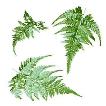 set of green fern leaves, tropical plant vector illustration