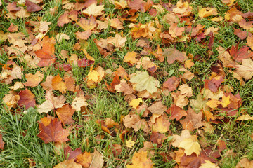 Fototapeta na wymiar fallen autumn leaves in town park on ground