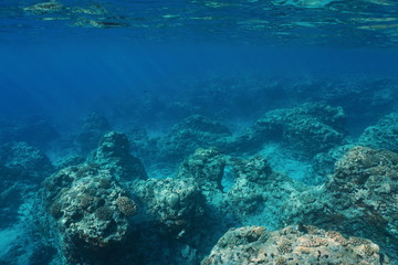 Fototapeta na wymiar Underwater landscape rocky seabed with corals on the outer reef slope, Pacific ocean ,Moorea, French Polynesia