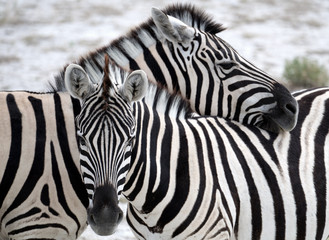 Fototapeta na wymiar Zebras in the wild nature, Africa, Namibia
