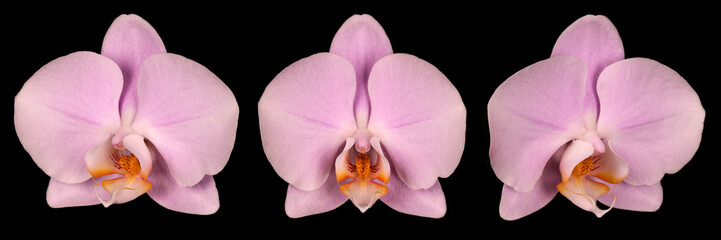 Pink orchid on a black background, front view and side view