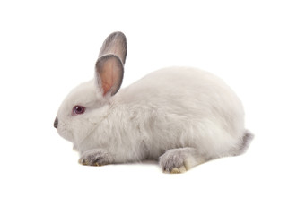 White small rabbit isolated on a white background