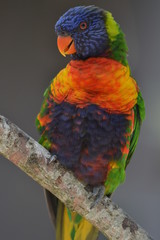 Oiseau Loris