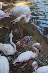 FUENGIROLA, ANDALUCIA/SPAIN - JULY 4 : Greater Flamingos (Phoenicopterus roseus) at the Bioparc Fuengirola Costa del Sol Spain on July 4, 2017