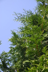 Thuja 02