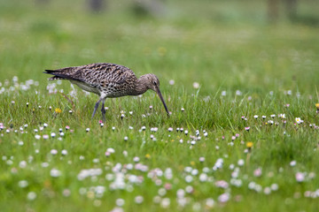 Curlew (Numenius arquata) hunting in pasture in the rain