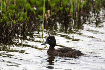 Female Tufted Duck (Aythya fuligula)