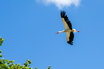 Cigogne blanche en vol