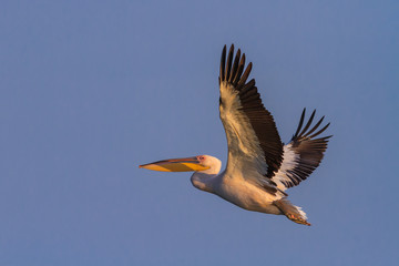 white pelican (pelecanus onocrotalus)