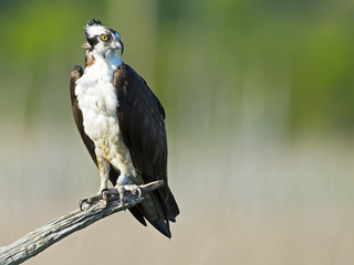 Male Osprey Sitting in Tree