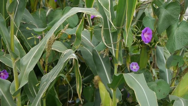 morning glory in lush corn leaves in rural areas.