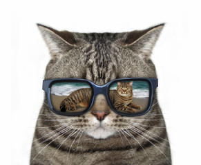 There is a pretty cool reflection in cat's sunglasses. White background.