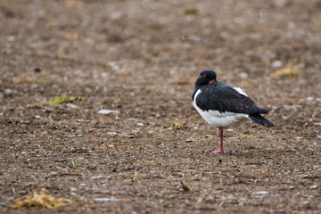 Single oystercatcher (Haematopus ostralegus) standing on one leg in the rain