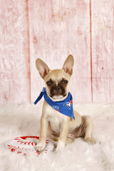French bulldog puppy with bandana