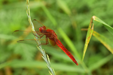 dragonfly