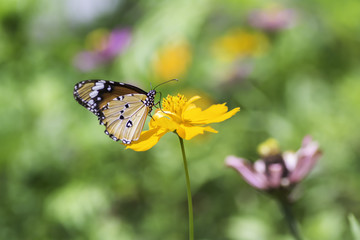 Plain Tiger butterfly sucking nectar from Yellows cosmos flowers