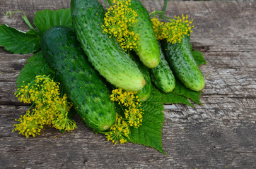cucumbers and dill leaves on the Board