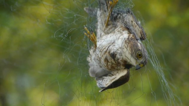 Bird trapped in net,struggling to die in green forest like fail loser.Shaking leaves of tree canopy in wind.destruction of ecological balance.