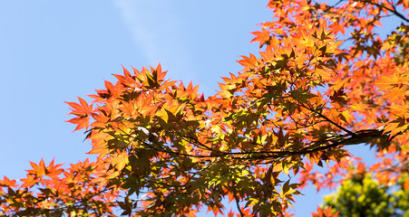 Feuilles rouges en transparence