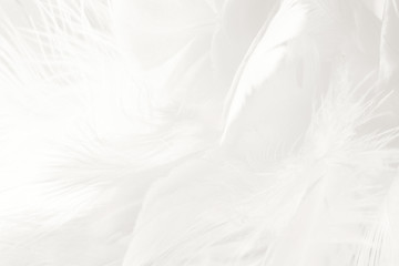 Obraz premium Bohemian boho style vintage color trends , black and white feather texture background