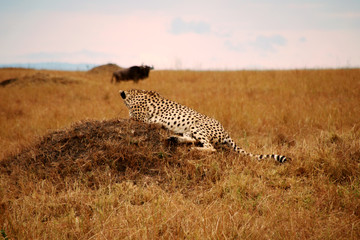 Cheetah © Anna