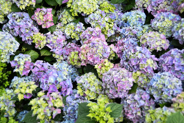 Obraz premium Singapore Flower Dome and cloud forest tour near gardens by the bay