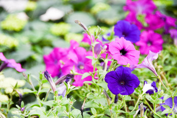 Singapore Flower Dome and cloud forest tour near gardens by the bay