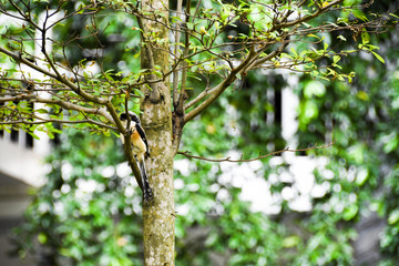 Brown bird on a tree branch