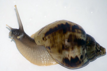 snail with white isolate