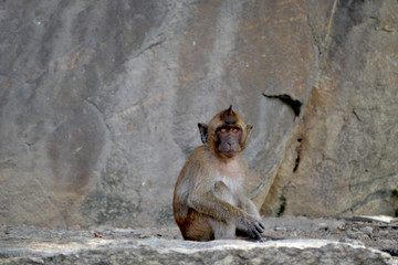 Macaque Singe