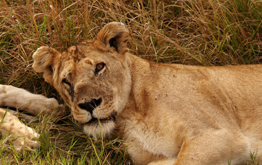 Wounded lioness