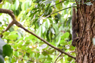 Singapore botanical garden tour