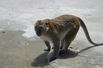 Macaque Singe