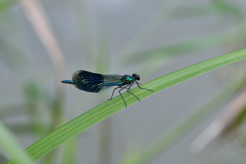 Macro Dragonfly near the river on the flower