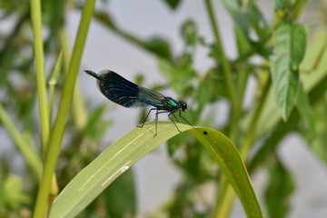 Macro Dragonfly near the river on the flower