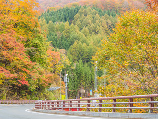 Obraz premium Autumn color forest, street and bridge.