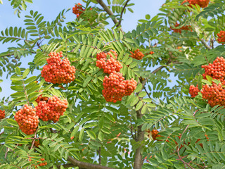 Vogelbeere, Eberesche, Vogelbeerbaum