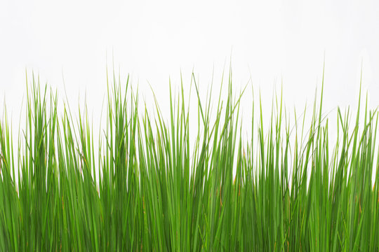 Green Long Grass Isolated On A White Background