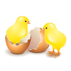 Yellow chicken in egg isolated on white vector