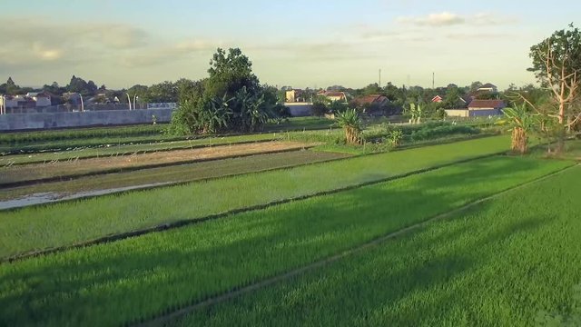 Rice field Aerial View