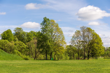 Fototapeta na wymiar Spring landscape with green grass
