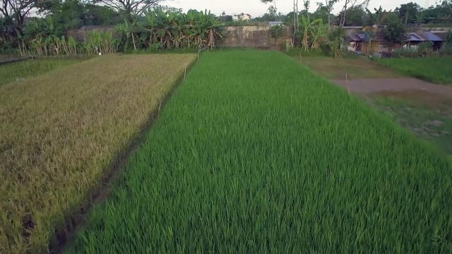 Rice field aerial view