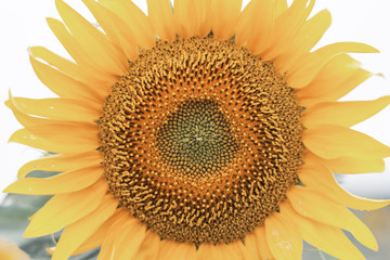 Sunflowers 01