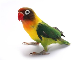 Lovebird isolated on white Agapornis fischeri,  Fischer's Lovebird 