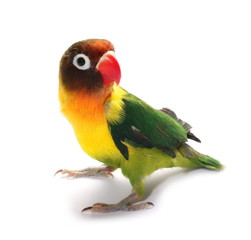 Lovebird isolated on white Agapornis fischeri,  Fischer's Lovebird 