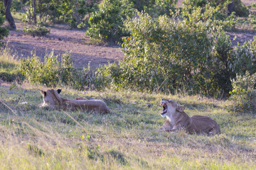 Lioness