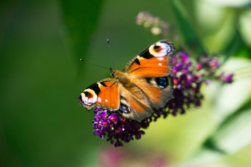 Schmetterling