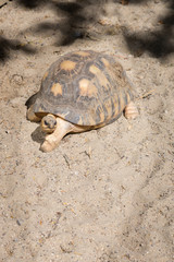 Tortue terrestre