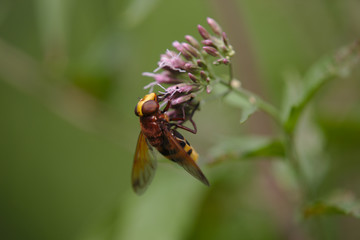 Hornissenschwebfliege