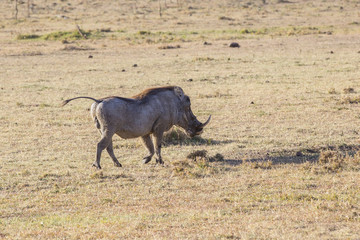 Warthog